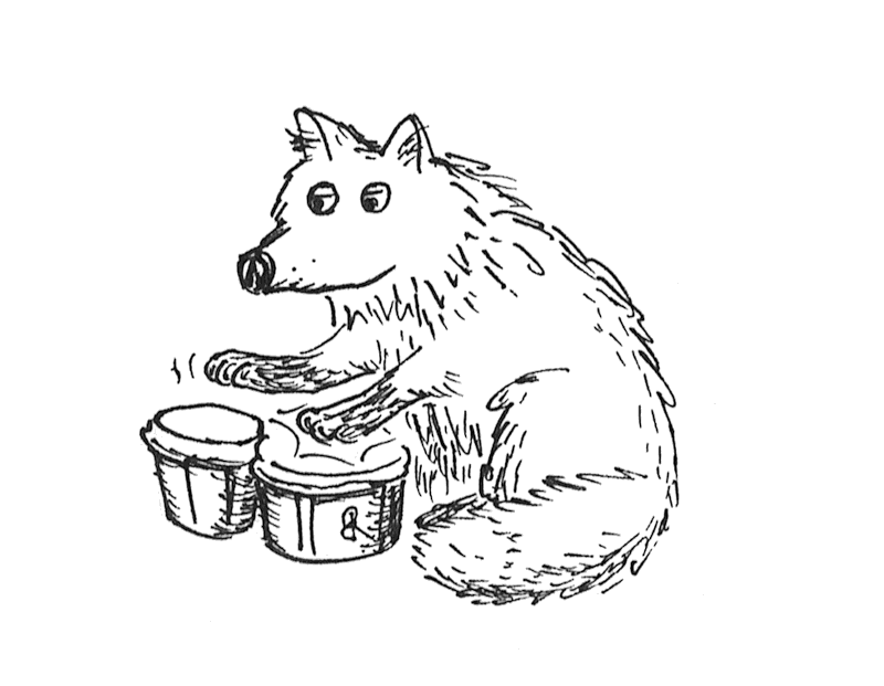 Ein Fuchs, der schon etwas alt und müde aussieht, spielt Bongos.